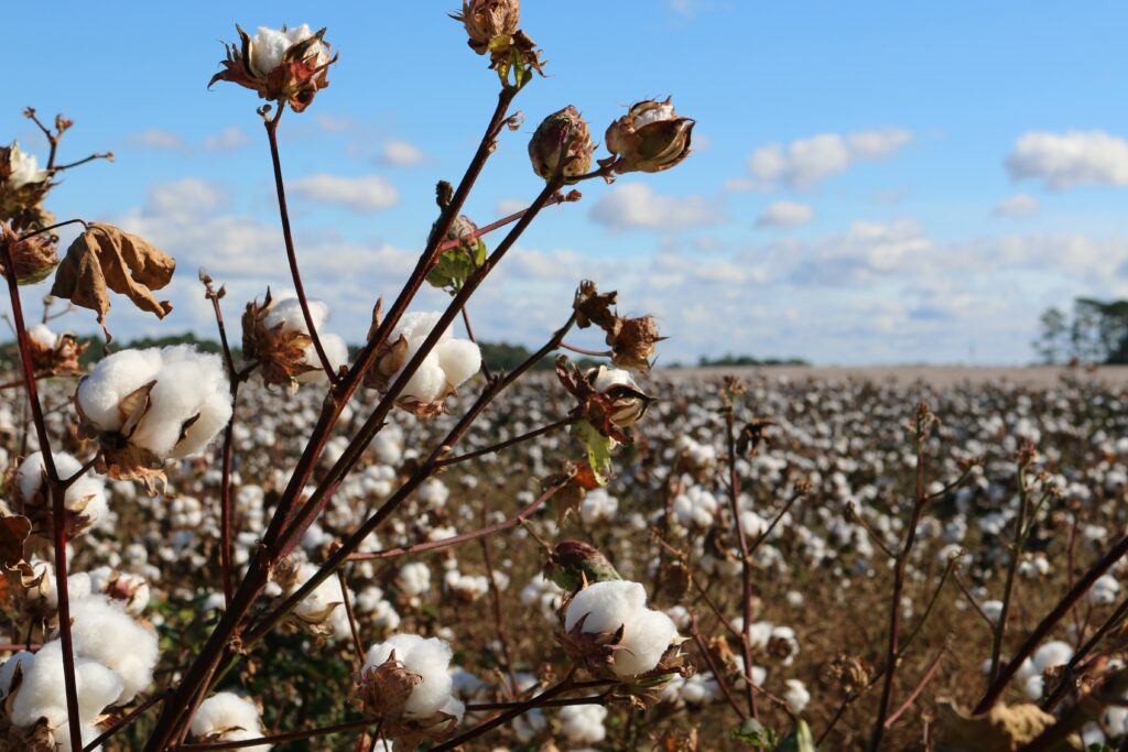 cotton picking