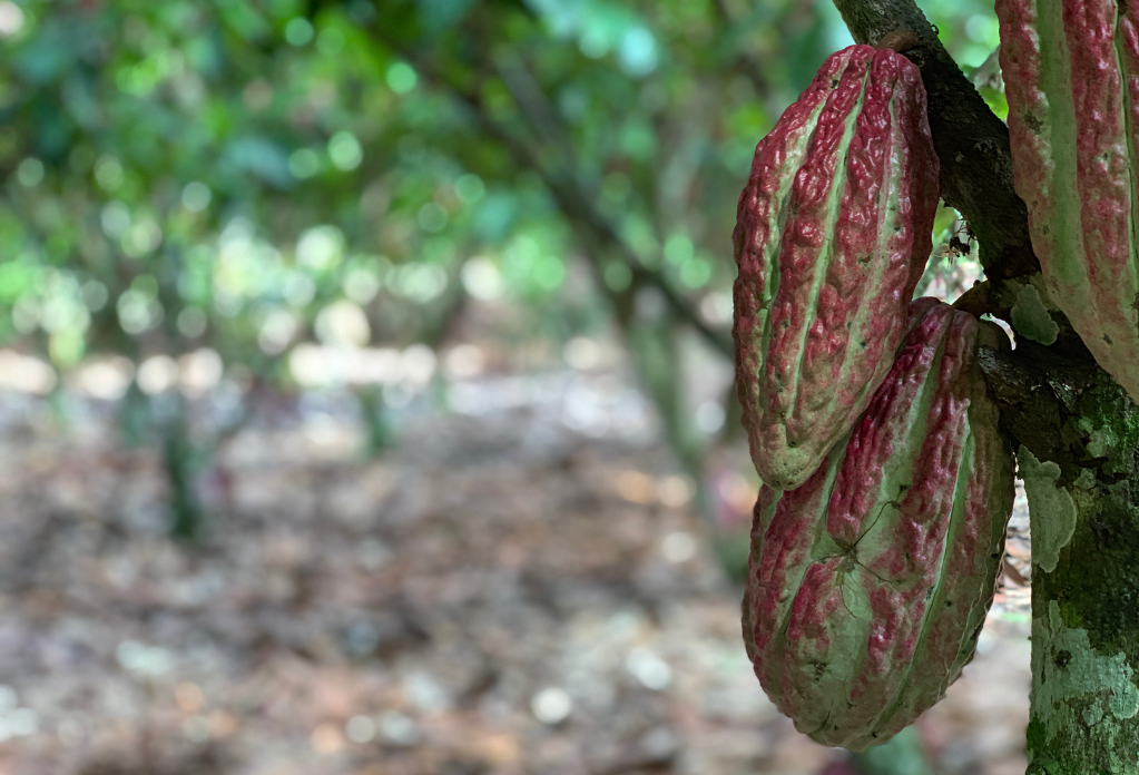 How ethical is your chocolate? Two cacao seeds handing off a cacao tree