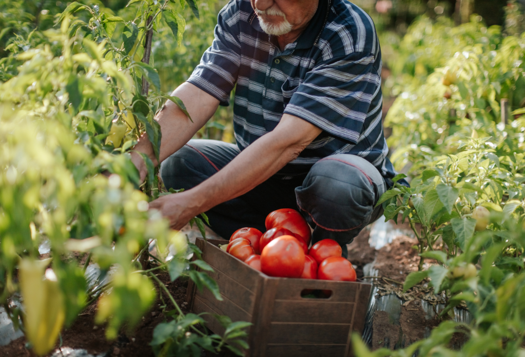 old farm worker harvesting tomatoes. Image is for article about laws on agriculture supply chains.