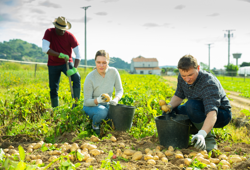 Seasonal workers hand picking parsley on UK farm. Image is for article about laws on agriculture supply chains