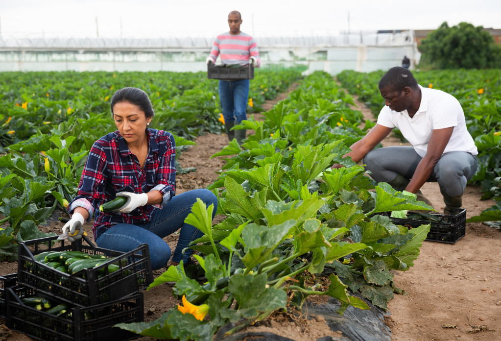 Seasonal workers hand harvesting cabbage on UK farm. Image is for article about laws on agriculture supply chains.