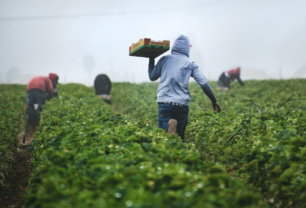 farmer working on a farm carrying a box of goods. Image is for article about laws on agriculture supply chains