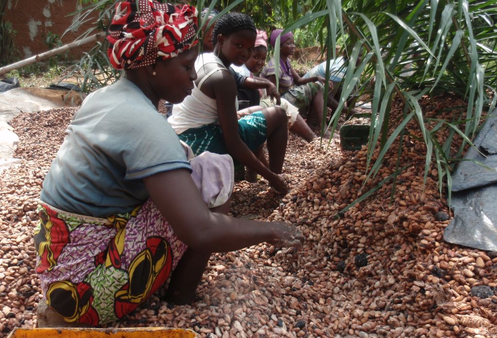 woman dry cacao beans