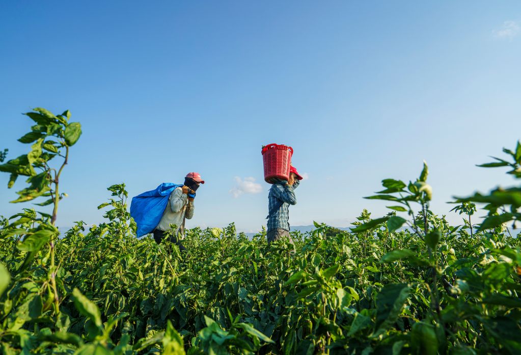 Two agricultural workers on a field carrying bags.