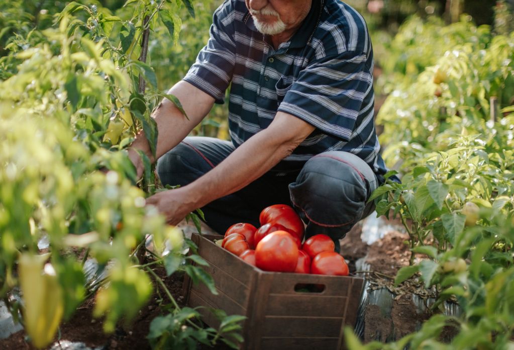 modern slavery in UK agriculture. Image of old bearded man, kneeling down, picking crops.